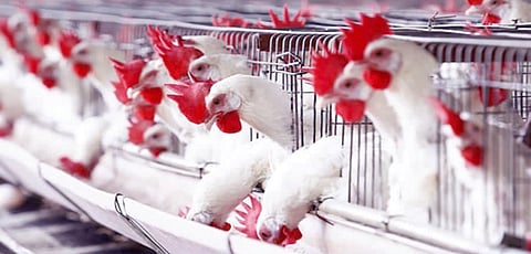 "بيئة القنفذة" تنهي تخصيص وإصدار صكوك تملك 3 مجمعات دواجن