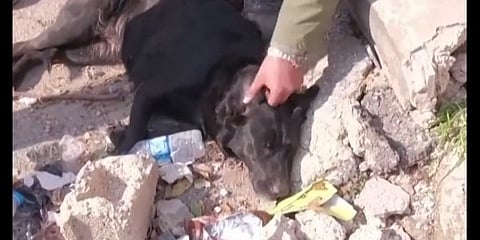 خرجت من الرُكام وبقيت تنتظر صاحبها.. مشهدٌ مؤثرٌ لـ "كلبة" ترفض المغادرة وحيدة