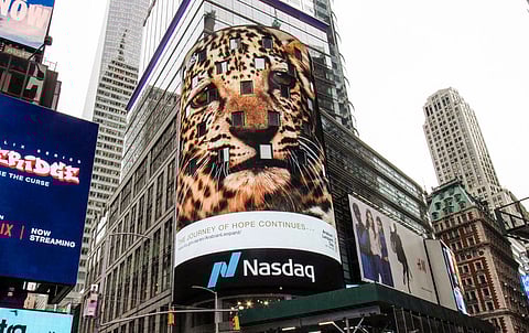 الهيئة الملكية لمحافظة العلا تحتفي بيوم النمر العربي