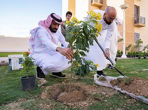 أمانة المدينة المنورة تزرع 3500 شجرة لزيادة الغطاء النباتي