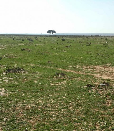 روضة "أبا سمري" بأثيثية.. لوحات خضراء ساحرة تحتضنها رمال ذهبية