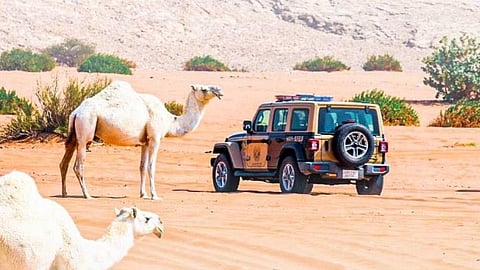 ضبط 54 مخالفًا لنظام البيئة لارتكابهم مخالفات رعي