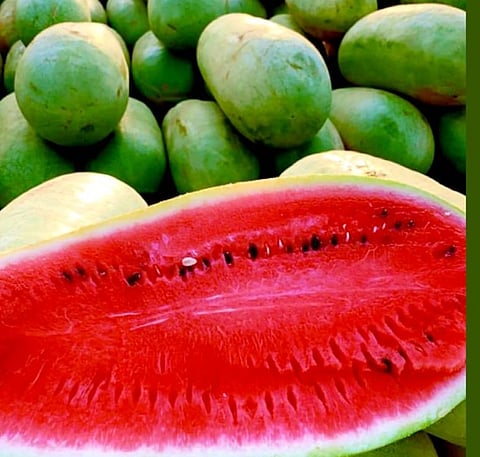 لا كيماوي وتسقى بالأمطار.. 3500 مزرعة بالليث تزود الأسواق المحلية بأجود أنواع الحبحب