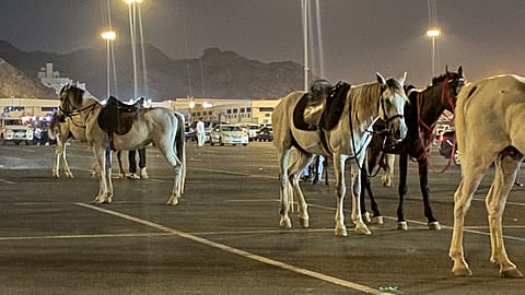 شاهد في حجز الشرائع.. مركبات تقتحم الممشى وأعداد الدراجات والخيول في ازدياد
