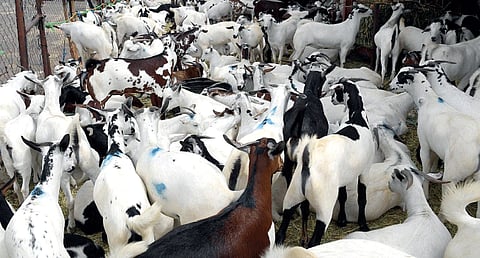 مع اقتراب شهر رمضان.. نشاط كبير للحركة الشرائية بأسواق المواشي في عسير