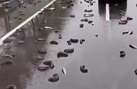 بكين.. هطول غريب من الأمطار حيث تساقطت ديدان بعد عاصفة رعدية