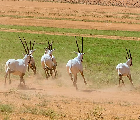 مناظر خيالية.. قطعان الغزلان والوضيحي ترعى في صحراء الدهنا.. هذه هي رؤية ٢٠٣٠