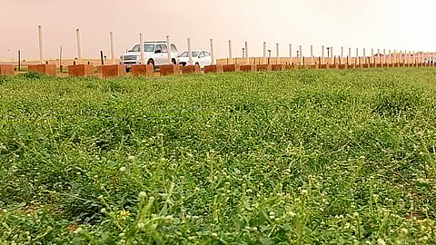 شاهد.. لوحات طبيعية ومناظر جمالية ساحرة تبهر المتنزهين في روضة "قاع ثرمداء"