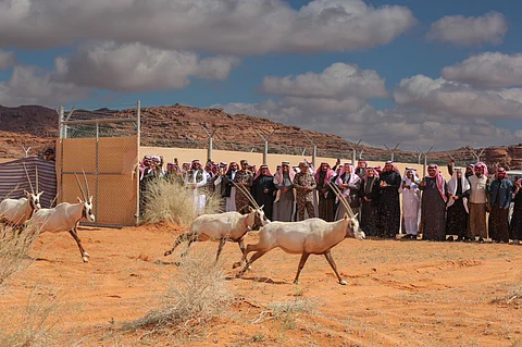 جانب من إطلاق غزلان الريم بالطبيق