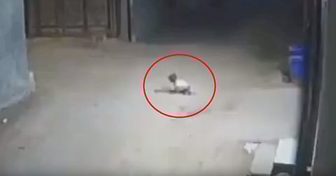 فيديو صادم.. شاهد ما فعلته كلاب ضالة بهذا الرضيع