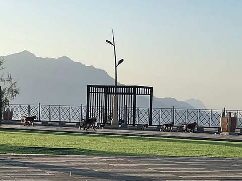 "قرود البابون" تهاجم طفلة أثناء لعبها بـ"مطل قنا الغربي".. وشهامة مواطن تنقذها