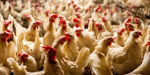 واقعة غريبة.. السجن لصيني قام بتخويف الدجاج حتى الموت