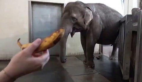 فيديو لا يُصدّق.. مشهد يحير العلماء لأنثى فيل تُقشّر الموز قبل تناوله!