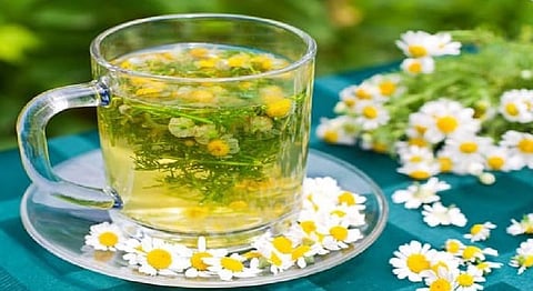 "الطب البديل": البابونج يستخدم في علاج الأرق والمغص.. وهذه بعض المحاذير