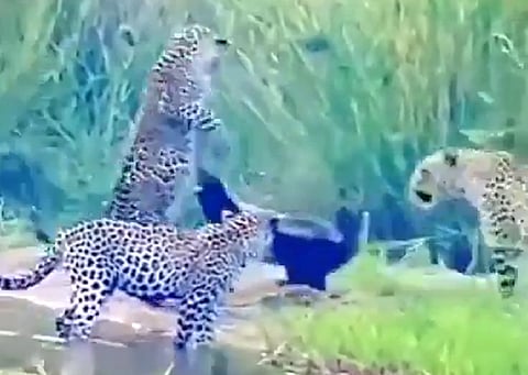 موجود بالسعودية ولا يخشى الأسود أو الثعابين.. شاهد هذا الحيوان في مواجهة 3 نمور