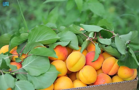 لذة طعم والمتعة بالمزارع.. ثمار "فواكه الطائف الموسمية" تعانق الحصاد