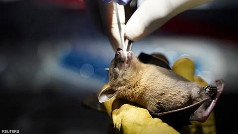 فيروس شبيه بكورونا في خفافيش بالبرازيل.. تحذير مبكر أم خطر وشيك؟