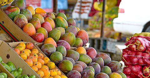 مقومات طبيعية فريدة.. جازان تنتج 118 طنًا من المانجو والفواكه الاستوائية سنويًا