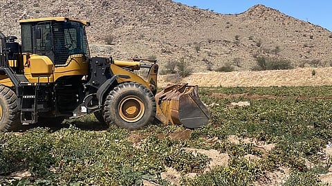 55 ألف م2.. "أمانة العاصمة المقدّسة" تُزيل 4 مزارع تُروى بمياه الصرف الصحي بالجعرانة