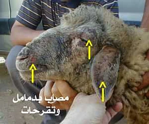 مع قرب العيد.. خبراء يكشفون لـ"سبق" عن مواصفات الأضحية السليمة ومؤشرات الأمراض