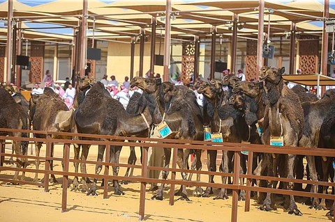صدارة الجولات تتوج "السبيعي" بأول جمل المجاهيم في مهرجان "جادة الإبل"