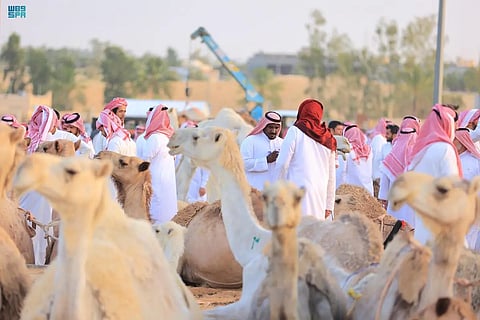 مسابقة وجوائز ودعم للشباب.. شاهد انطلاقة فعاليات "أضحيتي 44" ببريدة