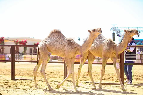 "القفاري" و"الماضي" يتصدران شوطي حيران الحمر بمهرجان "جادة الإبل" بتبوك