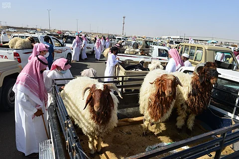 مع اقتراب العيد.. "أسواق حائل" تشهد نشاطًا وحركة شرائية مكثفة للأضاحي