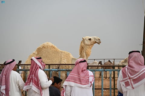 تبوك.. "مزاد جادة الإبل" يسجّل صفقات تداول كبيرة بمشاركة أكثر من 500 مربٍ ومستثمر