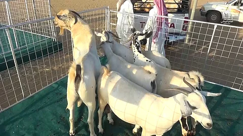 ينظمه فرع "الزراعة".. محافظ بيش يدشن مهرجان "الماعز البيشي"