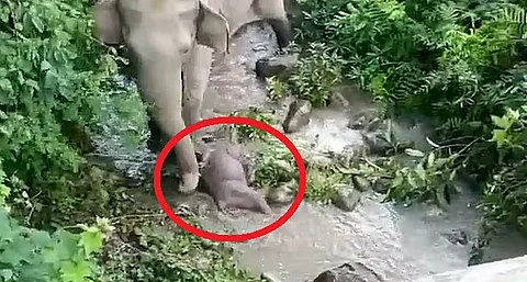 فيديو مؤلم.. شاهد ما فعلته أنثى فيل بعد موت صغيرها