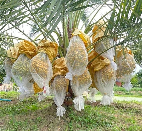 "الإرشاد الزراعي": تكميم العذوق في النخيل صنف المجدول يسرع عملية نضج الثمار