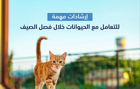"البيئة" توضح آلية التعامل مع الحيوانات في موسم الصيف