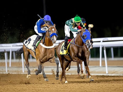 قطعت ألفي متر في زمن قياسي.. الفرس "نافذة" تُتَوج بكأس مهرجان الورد الطائفي