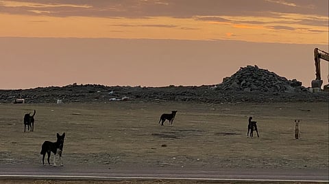 الكلاب الضالة والحمير تقضّ مضاجع أهالي محافظة القرى بالباحة