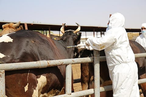 "وقاء": أنجزنا حملة التحصين الأولى ضد "الحمى القلاعية" بنسبة 93.5%