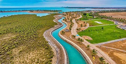أشجار المانجروف.. ثروة طبيعية نادرة وجهود كبيرة بملكية ينبع للحفاظ عليها وضمان استدامتها