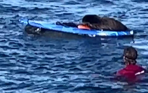 فيديو طريف.. شاهد ما فعله هذا الحيوان براكب أمواج أمريكي