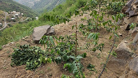 "قرود البابون" تتلف أشجار البن في مزرعة مواطن بـ"فيفاء"