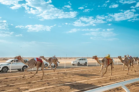ميدان نجران للهجن يقيم سباقَه الرسميَّ لسن "الحقايق" غدًا