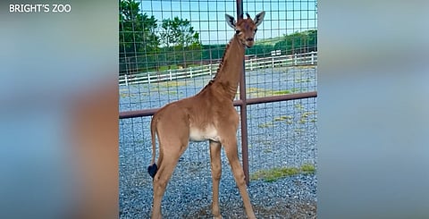 الوحيدة "غير المرقطة" في العالم.. ما سر المسابقة من أجل هذه الزرافة النادرة؟