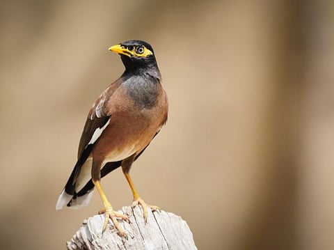 طائر المينا