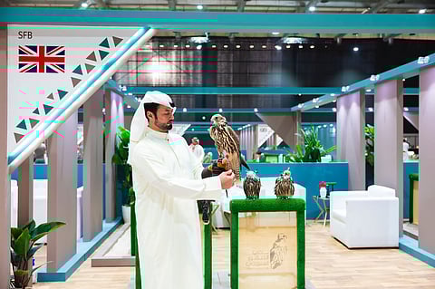 مزرعة بريطانية تقدم 17 صقراً من إنتاج صقور فائزة بسباقات في المزاد الدولي لمزارع الإنتاج