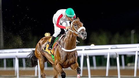 شاهد.. "الإسطبل الأبيض" يستعيد أمجاد الماضي في موسم سباقات الطائف