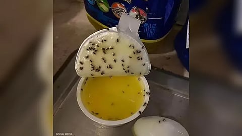 علقت الحشرات داخل علبة زبدة الثوم