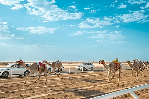 غداً ميدان نجران للهجن يقيم سباقة الرسمي لسن "الحقايق"