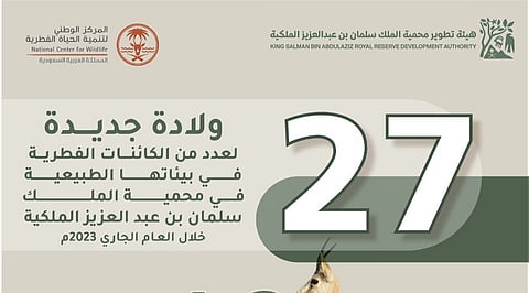 "٢٧" ولادة للمها و الوعل و غزال الريم في محمية الملك سلمان بن عبدالعزيز الملكية