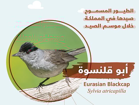 "الحياة الفطرية": "أبو قلنسوة" بالمملكة ومسموح صيده بهذه الوسيلة وفي تلك الفترة