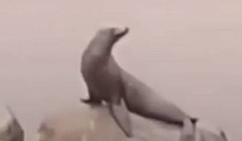 مقاطع الفيديو المتداولة "مضلّلة".. شاهد ما فعلته أنثى أسد بحر وسط فيضانات نيويورك