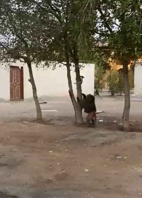 الرياض.. السيطرة على "قرود بابون" ظهرت في مقاطع فيديو متداوَلَة